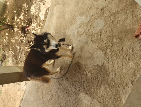 Vendo cachorro d 1 ano husky siberiano